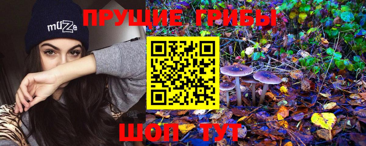 Псилоцибиновые грибы Psilocybine cubensis Тимашёвск